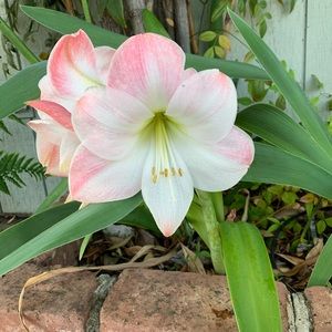 Meet your Posher, Priscilla